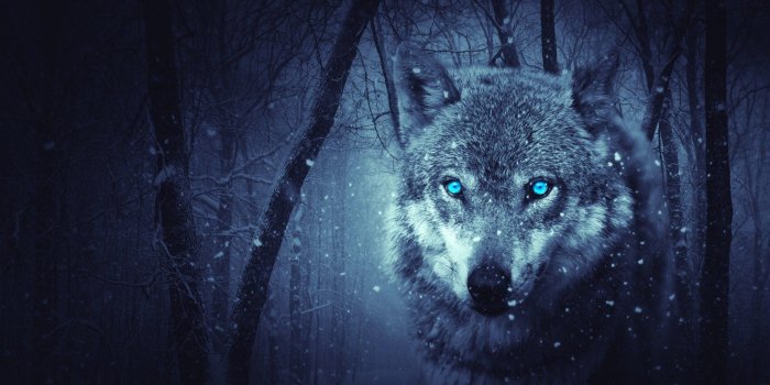 1920x1080 Wolf Art Wallpaper 79 Images - Fantasy Wolf Free Wallpaper