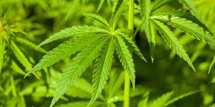 4000x2667 Weed Nature Wallpaper Full HD,HD Nature Wallpaper, , Laptop, Tumblr