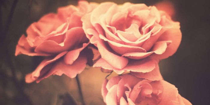 1650x1070 Three Roses Wallpaper Wall Mural | MuralsWallpaper.co.uk