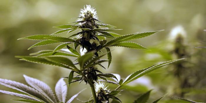 4000x2361 marijuana, Display,HD Nature Wallpaper, Laptop, Cool Images, Weed