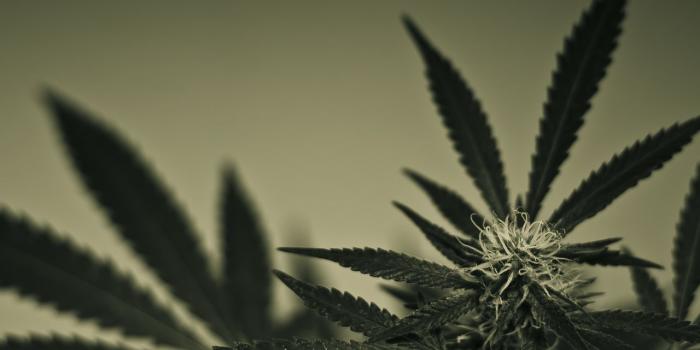 1280x800 Best 60+ Cannabis Wallpaper on HipWallpaper | Cannabis Wallpaper