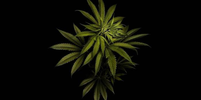 1920x1200 Weed HD Mobile Wallpapers