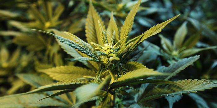 3200x1680 Weed Wallpaper Tumblr ·① WallpaperTag