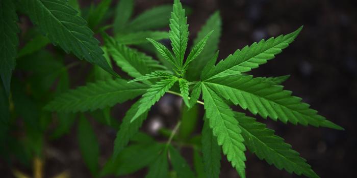 4000x2662 Nature Backgrounds, Tumblr, Drugs, Weed,marijuana, Laptop, Download