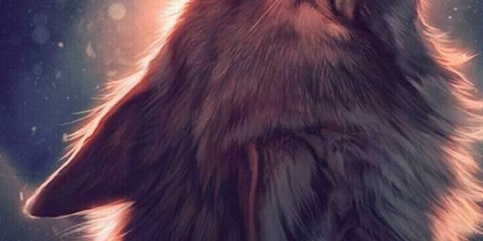 736x1308 Adolfo Edon on Wolf in 2019 | Wolf wallpaper, Wolf artwork, Wolf