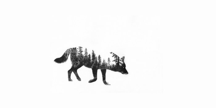 1920x1080 4565248 #fantasy art, #forest, #wolf, wallpaper | General wallpapers