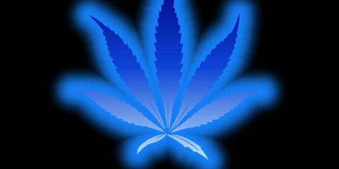 1024x768 Weed Leaf Blue Wallpapers – 4kwallpaper.org