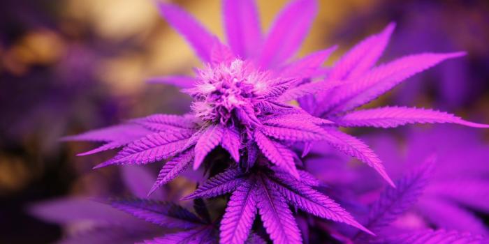 2000x1125 Purple Kush Wallpaper Smoke (72+ pictures)