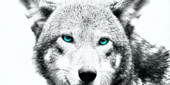 1920x1080 WHITE WOLF ART WALLPAPER ( Desktop Background
