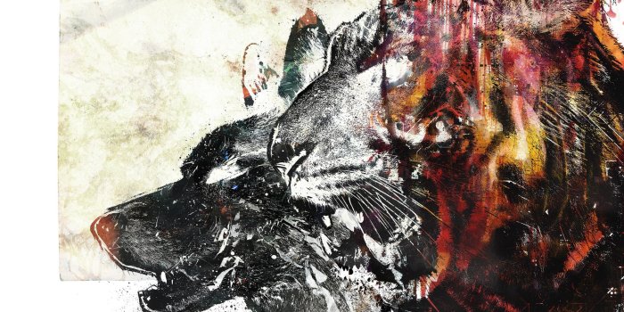 3840x2160 Tiger Wolf Abstract HD wallpaper