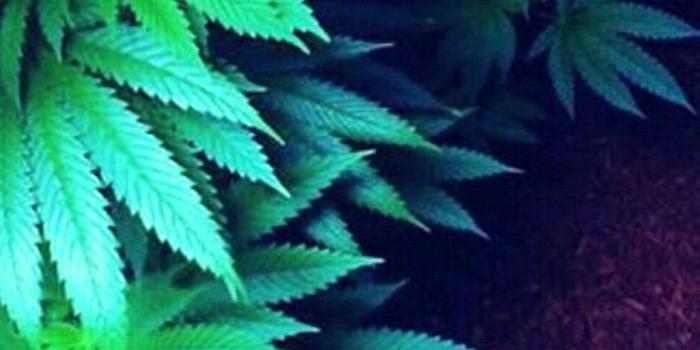 1843x2600 Weed Tumblr Wallpapers – 4kwallpaper.org