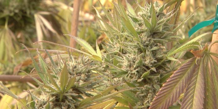 1920x1080 Display, ,marijuana, Weed, Drugs, Nature Wallpaper Tumblr,landscape