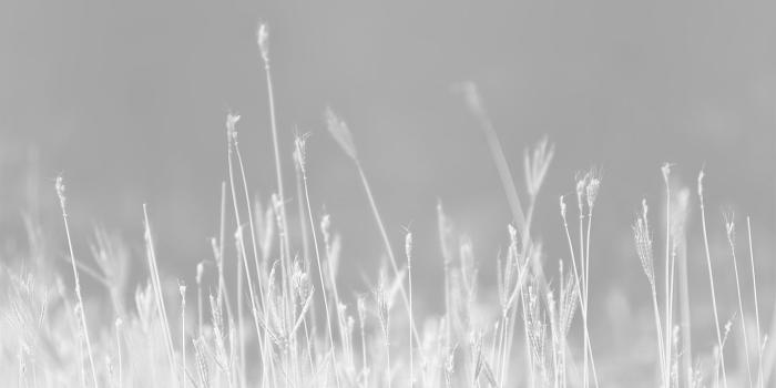 1366x768 wallpaper for desktop, laptop | mp90-reed-weed-flower-nature-flare-white
