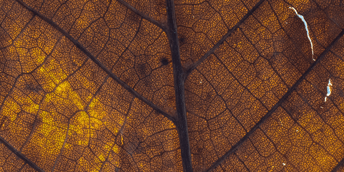 1242x2688 Leafs Wallpaper for iPhone X, 8, 7, 6 - Free Download on 3Wallpapers