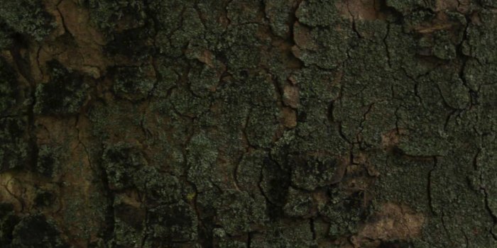 1242x2688 Tree moss green brown | wallpaper.sc iPhone XS Max