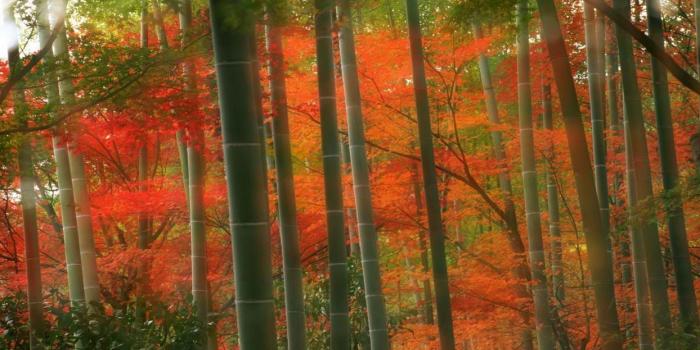 1244x700 Japan forests bamboo Kyoto parks wallpaper | 1920x1080 | 229630