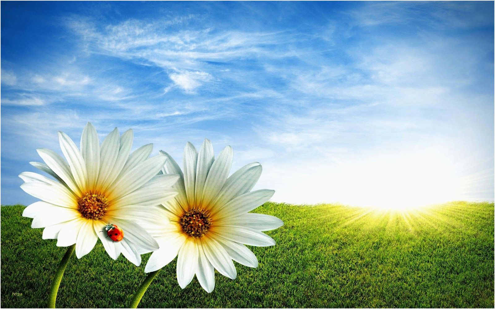 1600x1000 Spring Desktop Wallpaper Luxury Backgrounds Spring - Class 9th Ncert