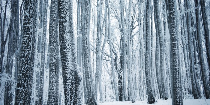 4928x3264 Winter Forest 4k Ultra HD Wallpaper | Background Image | 4928x3264