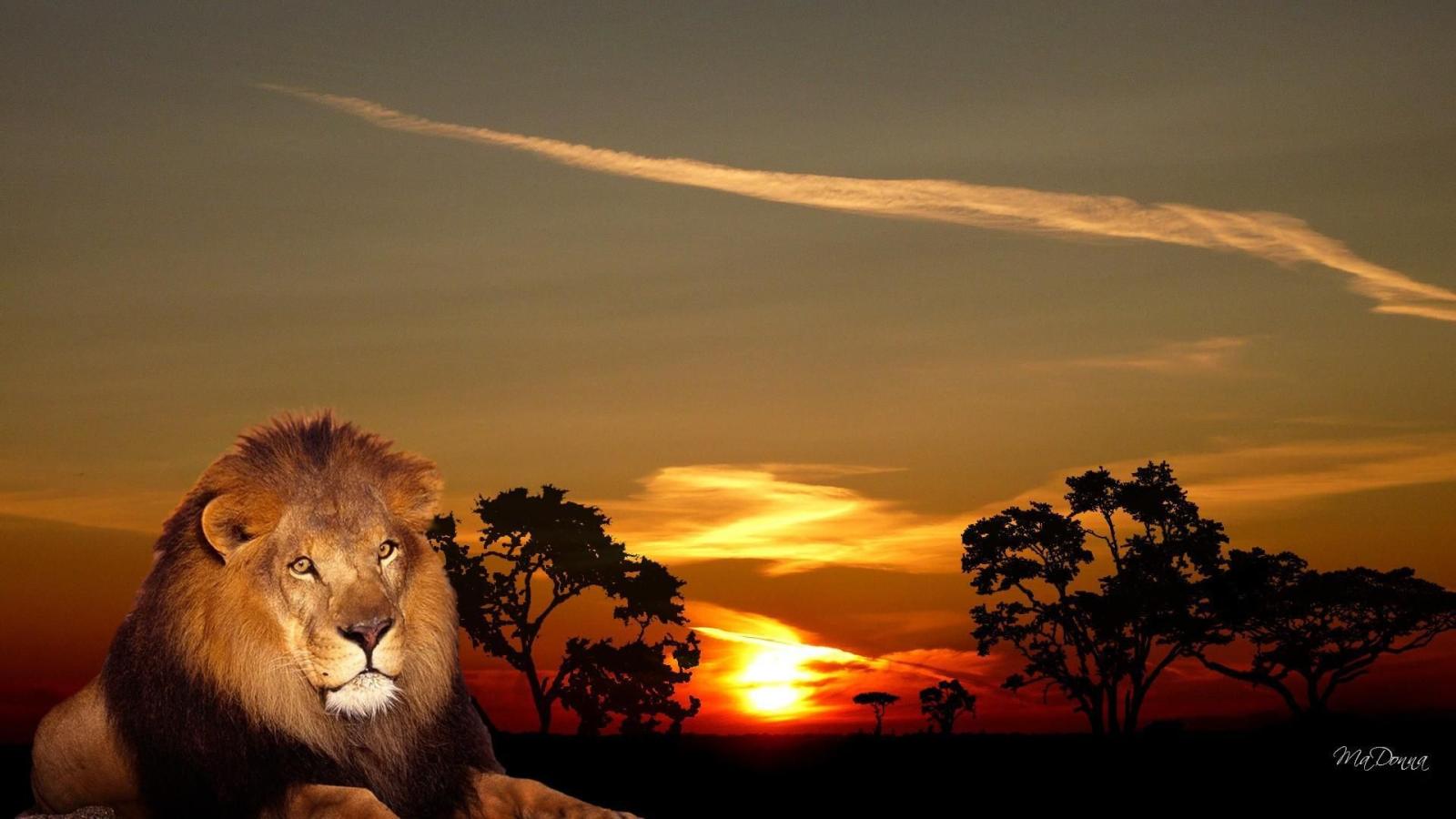 1920x1080 African King HD desktop wallpaper : Widescreen : High Definition