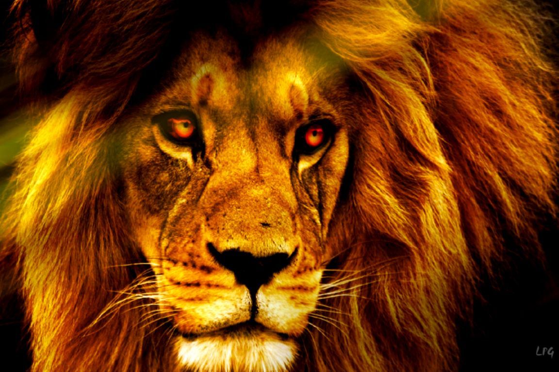 1152x767 African Lion King Wallpaper | Wallpapers Awards