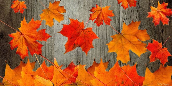 1920x1080 58+ Autumn Desktop Wallpapers on WallpaperPlay