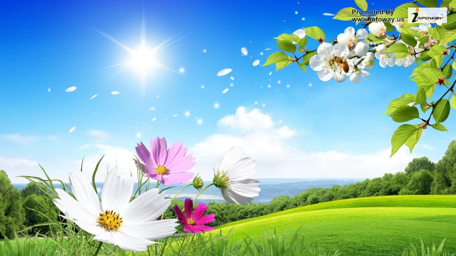 1920x1080 Flowers Sunshine Spring Full Hd Wallpaper Download - Flowers