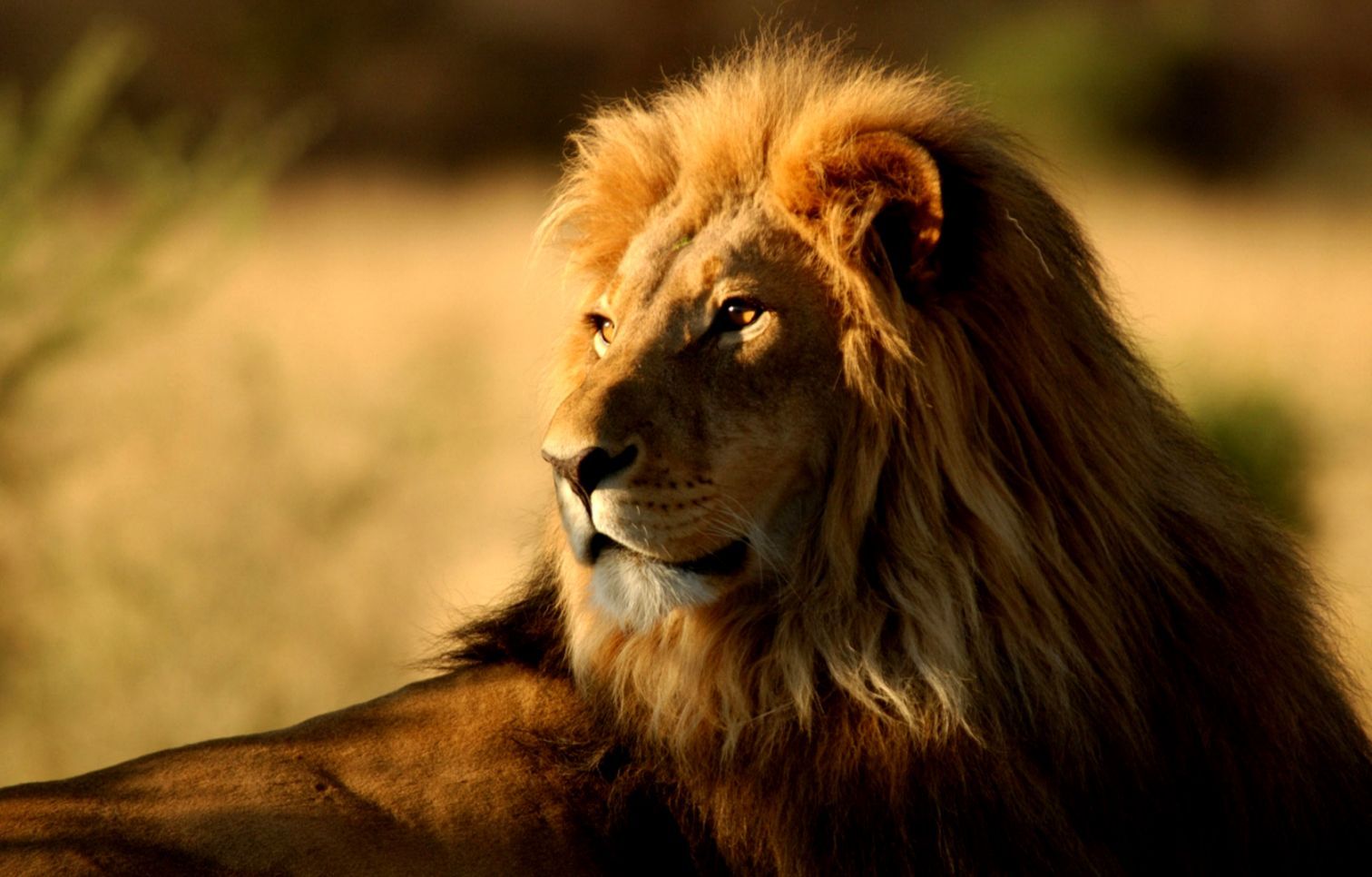 1512x966 African Lion King | Wallpapers Records