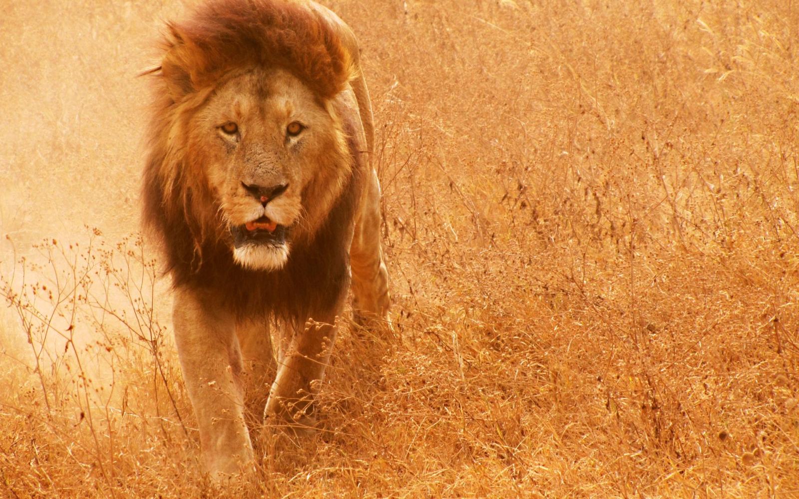 1920x1200 African Lion Pictures #6993106