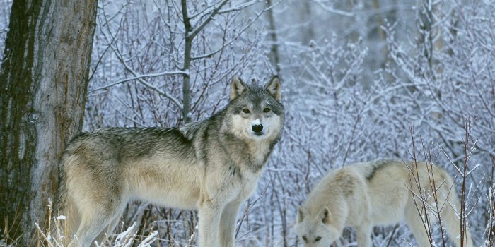 1600x1200 Gray Wolf Minnesota #6963018