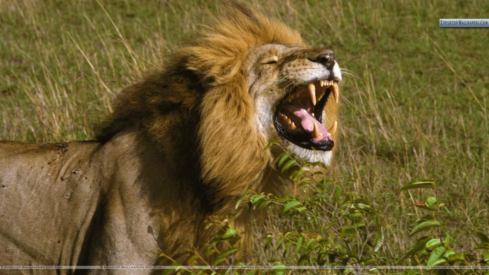 1920x1080 The King of Smiles, African Lion, Tanzania Wallpaper