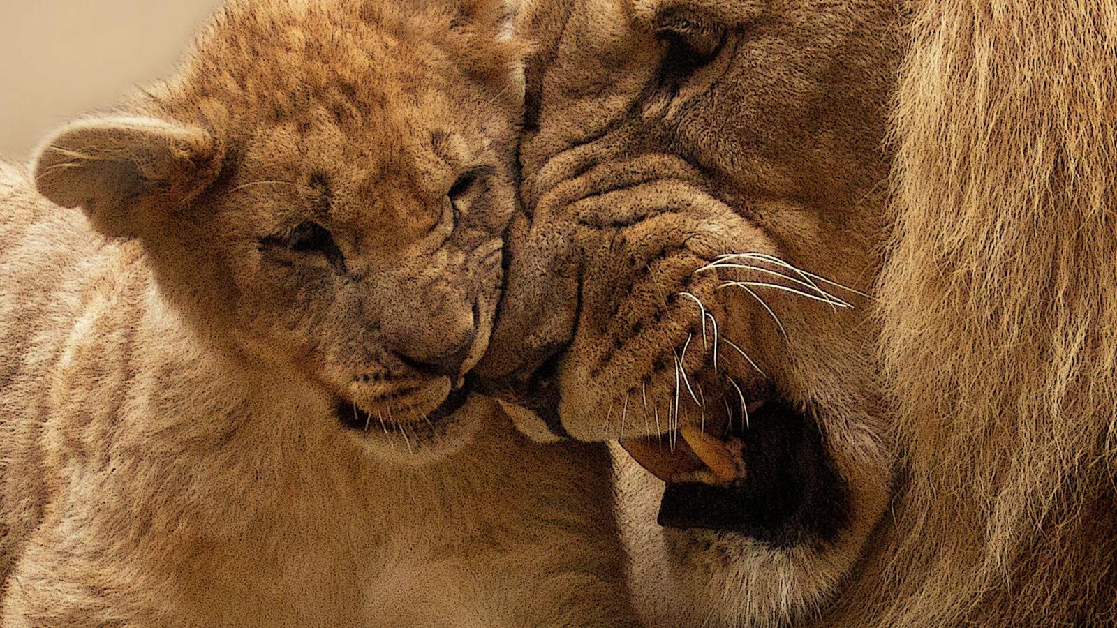 3840x2160 African Lion and Lion Cub HD Wallpaper 4K for Desktop