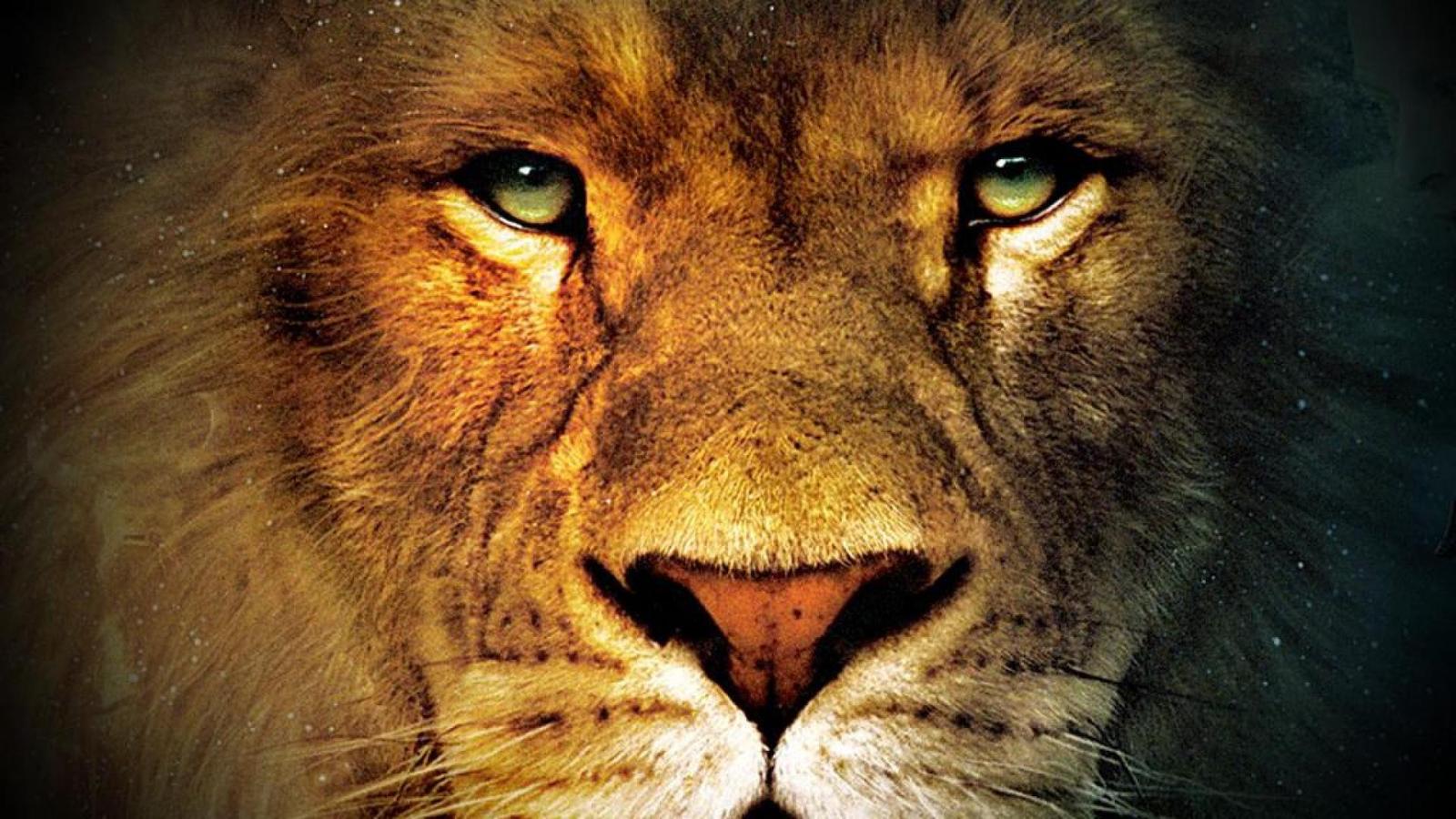 1920x1080 Download Lion African Face Wide S Wallpaper | Full HD Wallpapers
