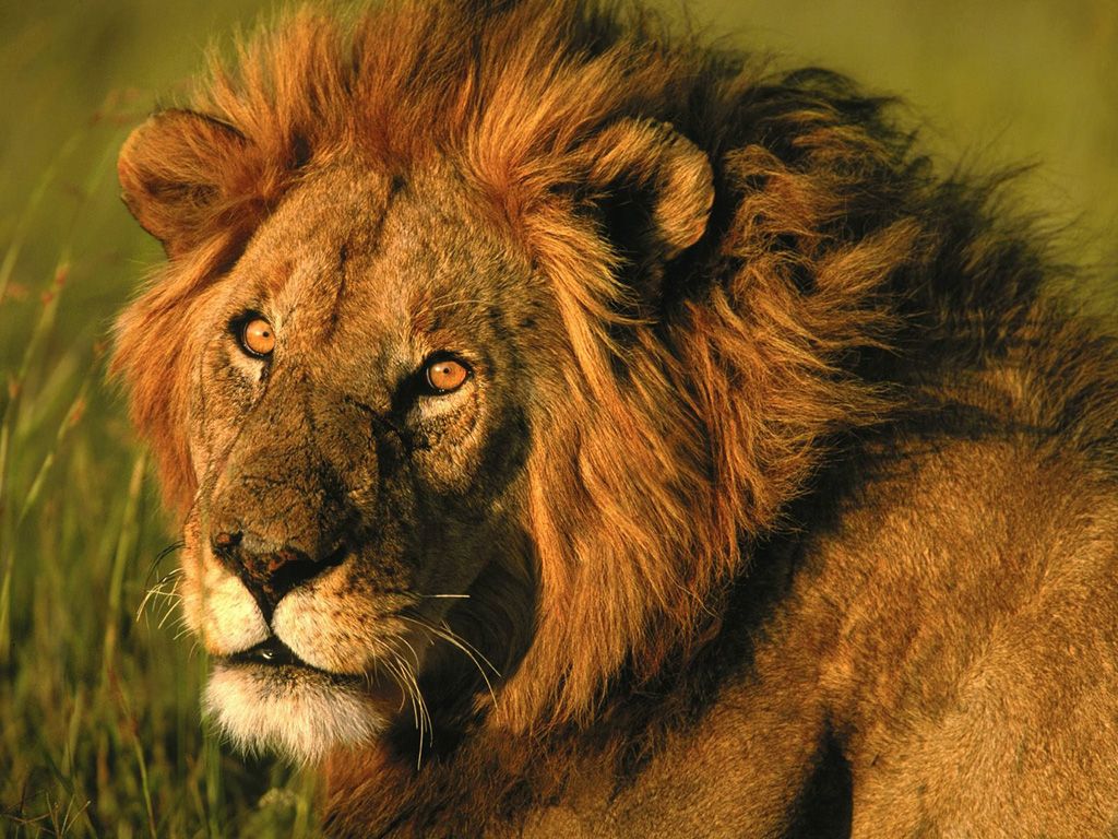 1024x768 71+] Free Lion Wallpaper on WallpaperSafari