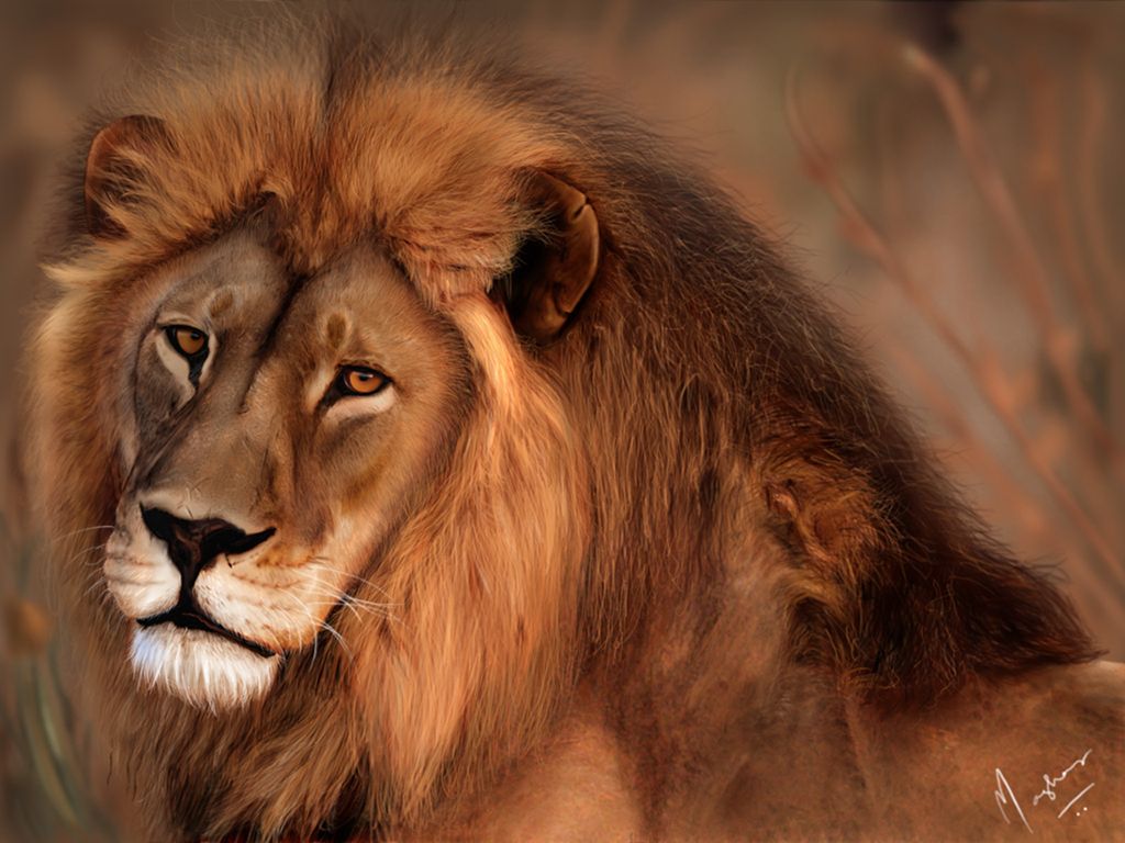 1024x768 Animals Wallpapers: King of the Jungle African Lion HD Wallpapers