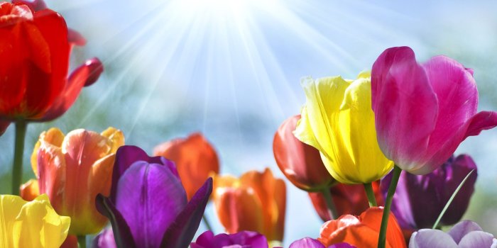 1600x1200 Sunshine Tulip Flowers wallpapers Collection