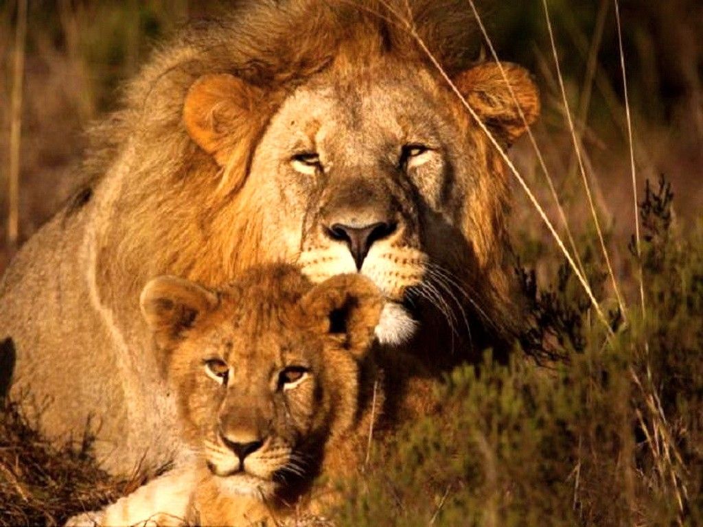 1024x768 Wallpaper Cats: King Mane Africa Cub Prince Male Father Son Lions