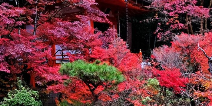 938x1668 Download wallpaper 938x1668 temple, autumn, japan, kyoto iphone 8/7