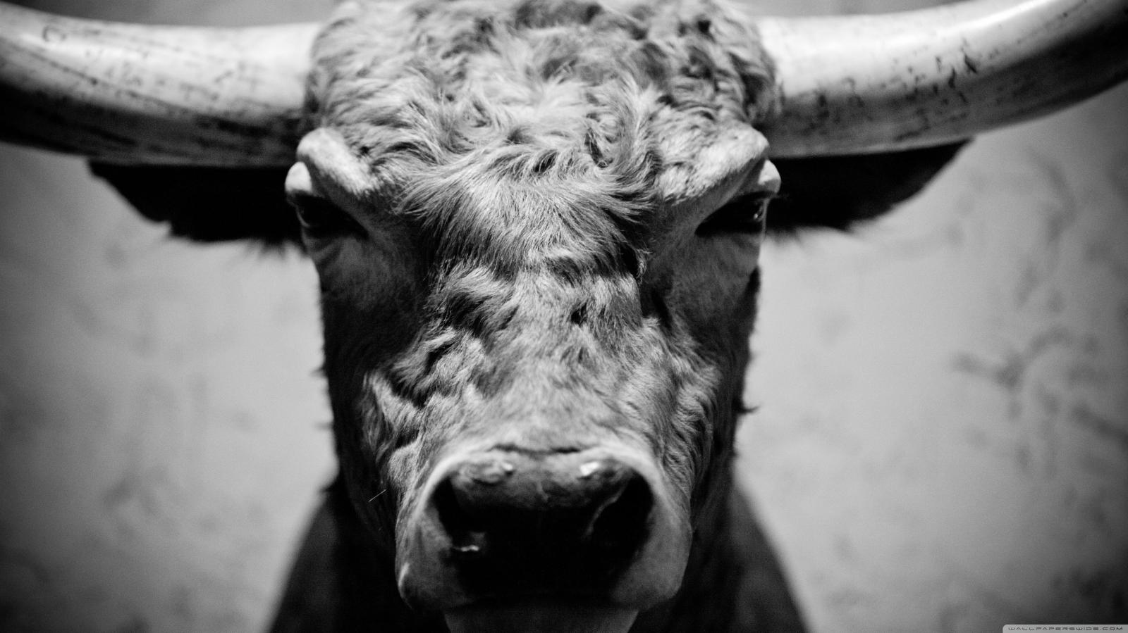 3554x1999 Bull ❤ 4K HD Desktop Wallpaper for 4K Ultra HD TV • Wide & Ultra