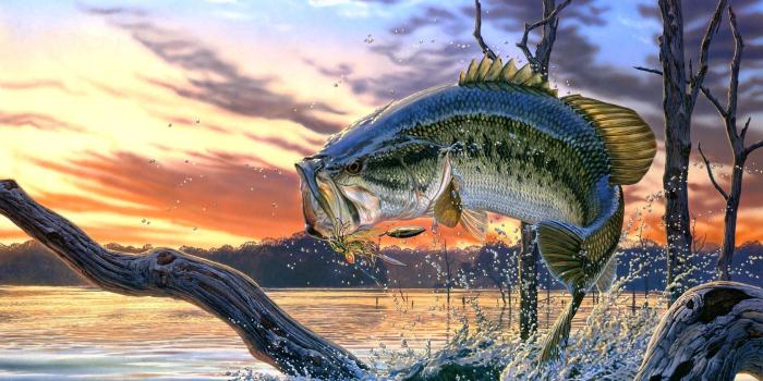 1680x1050 bass images of fish | Largemouth Bass Fishing Wallpaper Background