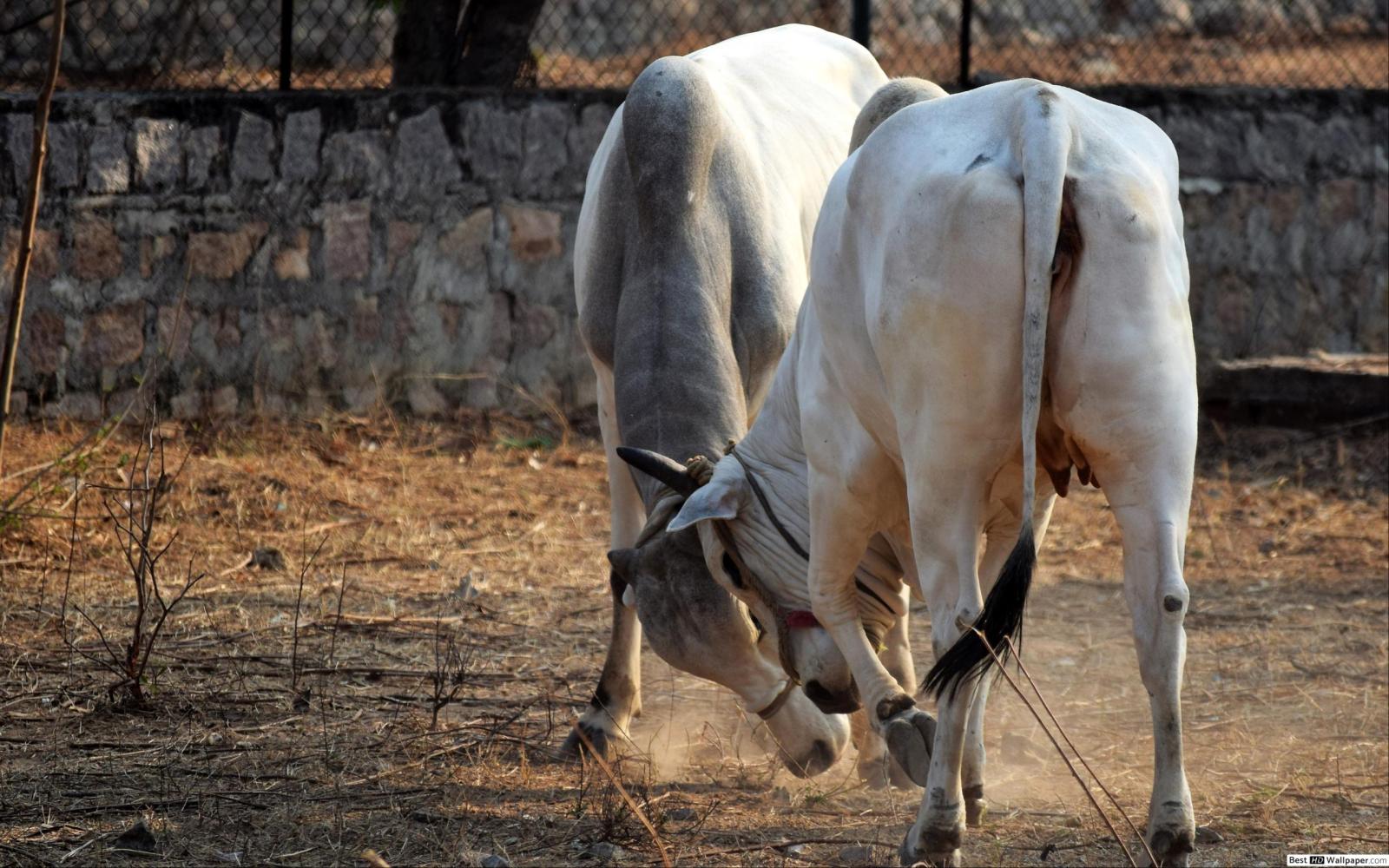 2560x1600 Fighting Bulls HD wallpaper download