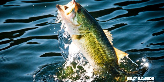 1920x1200 Bass Fishing Wallpapers - Top Free Bass Fishing Backgrounds
