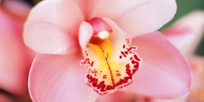 1920x1200 Pink orchid wallpaper - Flower wallpapers - #6118