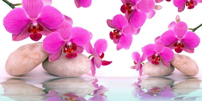 1920x1322 Pink Orchids HD Wallpaper | Background Image | 1920x1322 | ID:693302