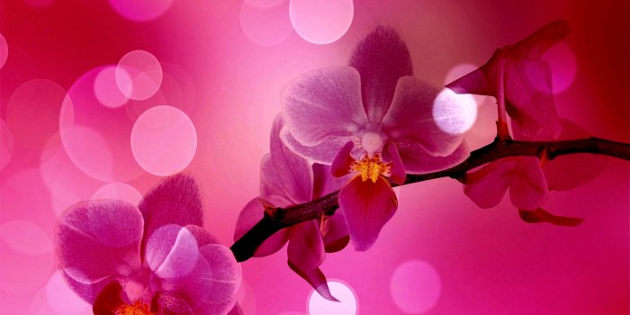 3000x2000 45+] Pink Orchid Wallpaper on WallpaperSafari