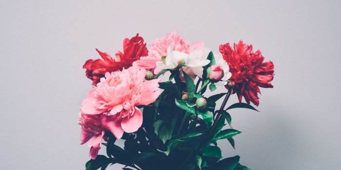 1128x750 Macbook Pro Macbook Air Peony Desktop Wallpaper - Day6 Shoot Me