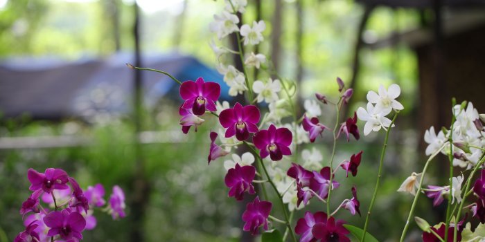 1920x1080 White and Pink Orchid Flowers Wallpaper - Wallpaper Stream