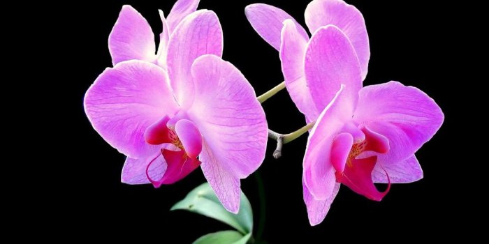 1024x768 Pink Orchid Wallpaper