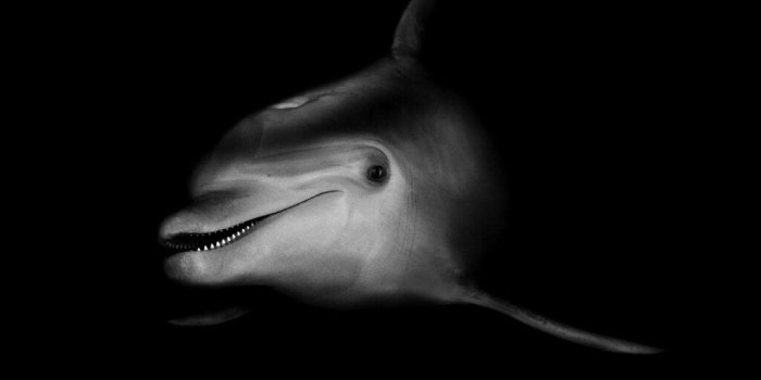 1024x854 black dolphin wallpaper other | black dolphin wallpaper othe…