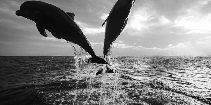 1600x1000 ♥B&W♥ 90 DOLPHINS | BLACK AND WHITE | Black, white wallpaper