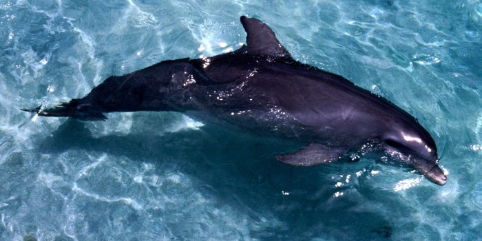 1600x1200 Black Dolphin ~ cool hd wallpapers